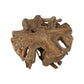 Spider Coffee Table - 80x80x40cm - Teak Root - Velaria Interiors